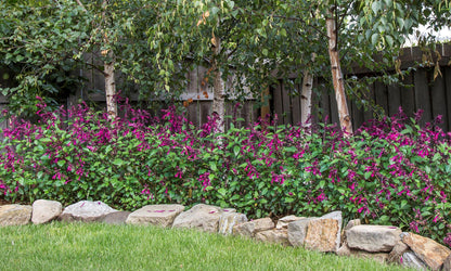 Salvia ‘Love and Wishes’