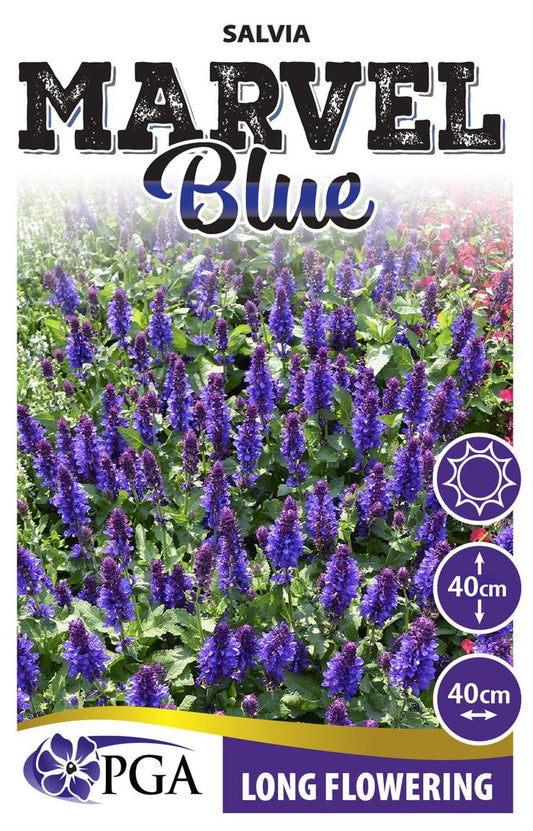 Salvia ‘Marvel Blue’