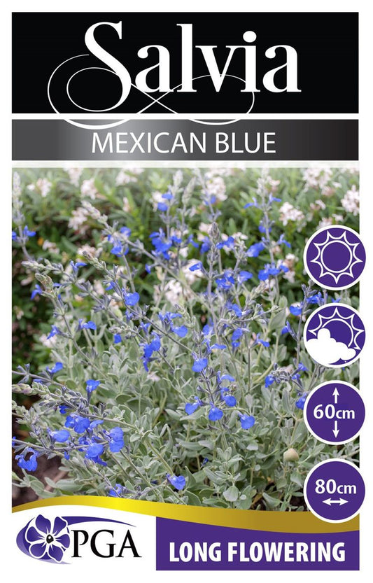 Salvia ‘Mexican Blue’