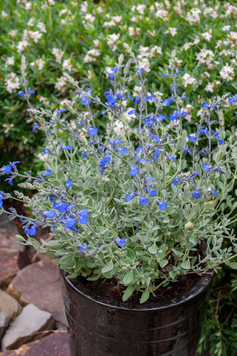 Salvia ‘Mexican Blue’