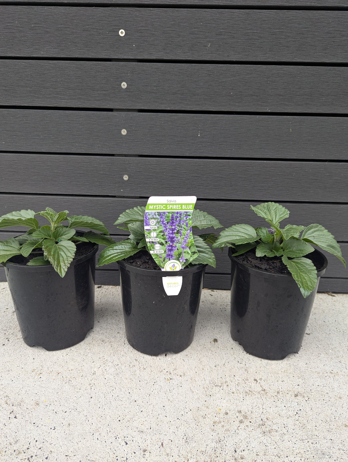 the plant broker