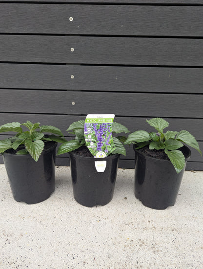 Salvia Mystic Spires