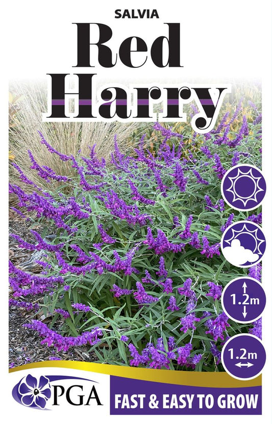 Salvia ‘Red Harry’