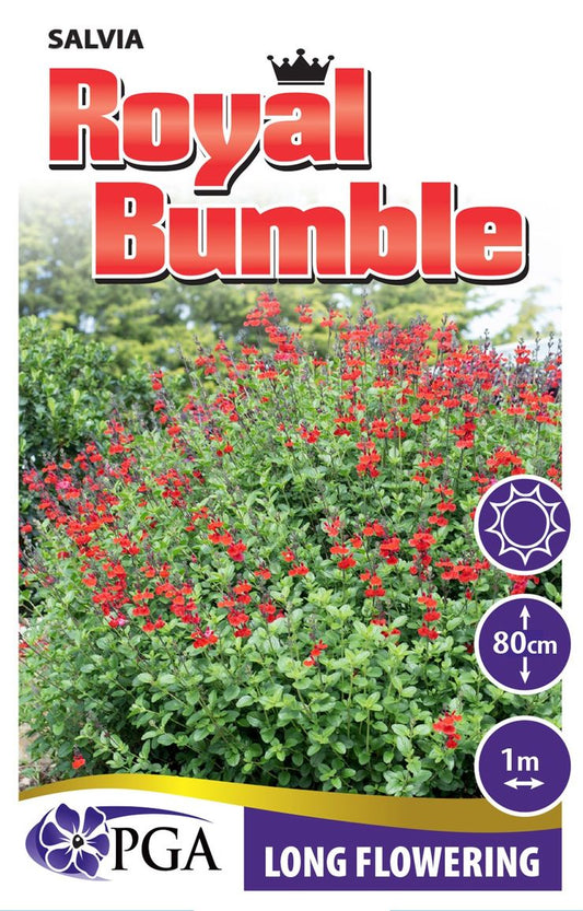 Salvia ‘Royal Bumble’