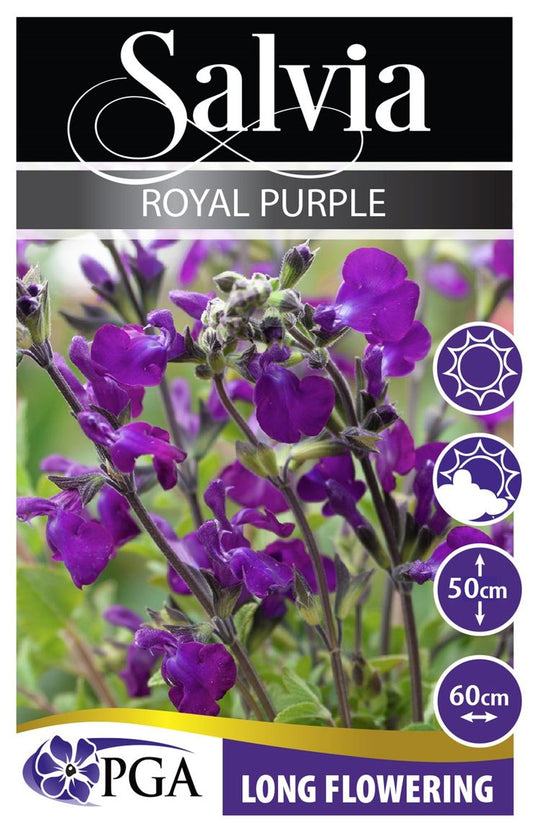 Salvia ‘Royal Purple’