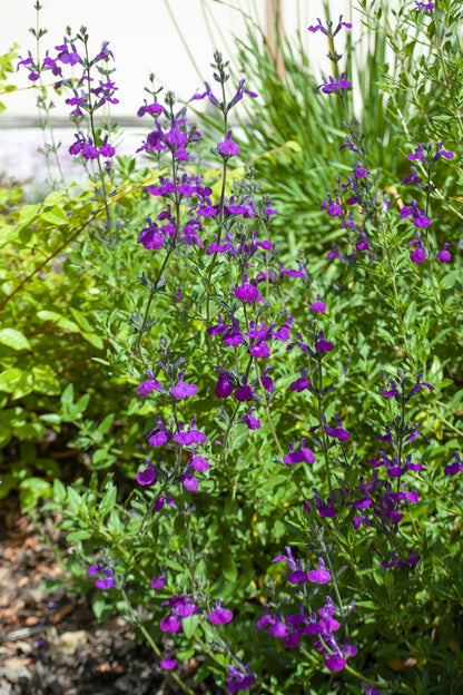 Salvia ‘Royal Purple’