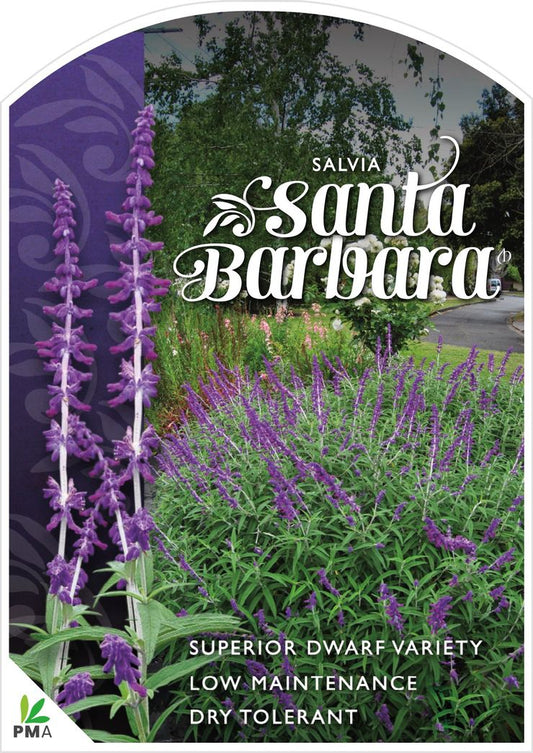 Salvia ‘Santa Barbara’