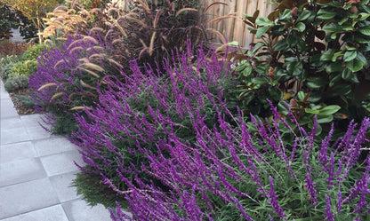 Salvia ‘Santa Barbara’