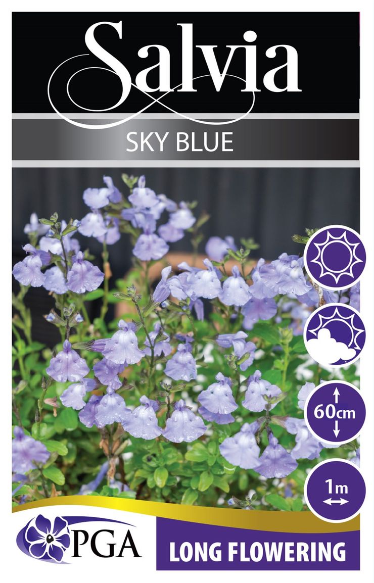 Salvia ‘Sky Blue’