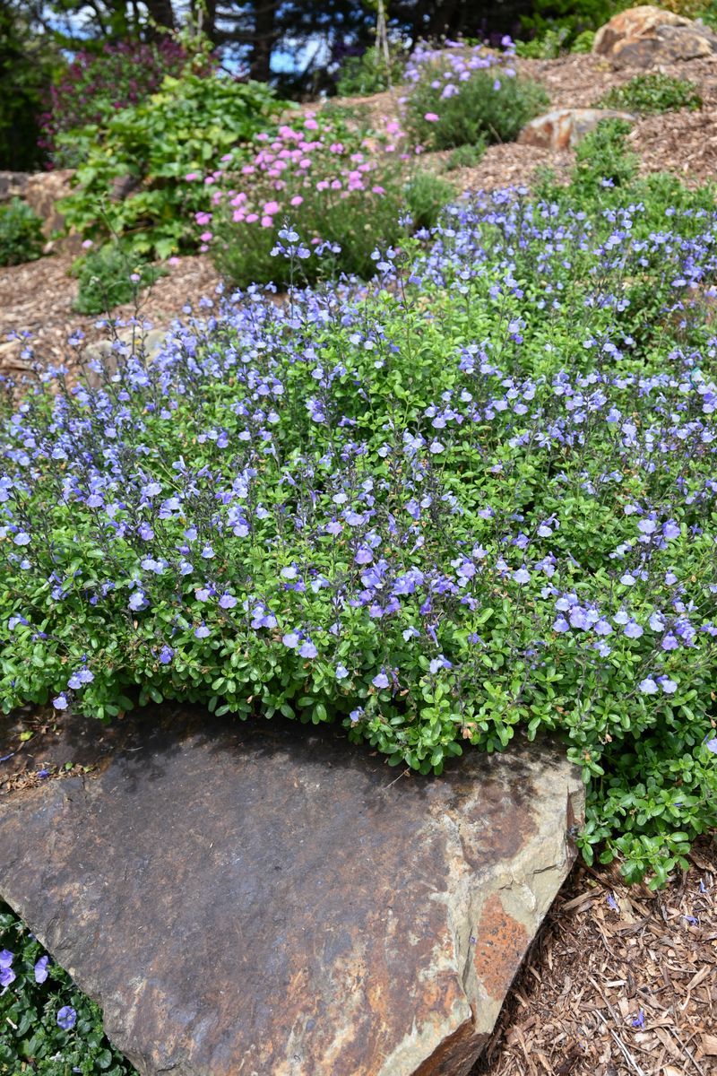 Salvia ‘Sky Blue’