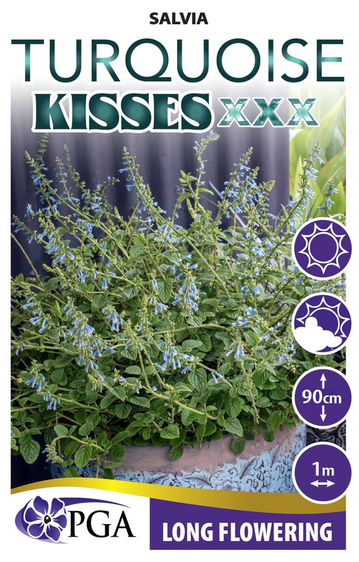 Salvia ‘Turquoise Kisses’