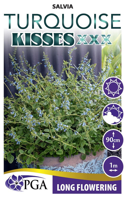 Salvia ‘Turquoise Kisses’