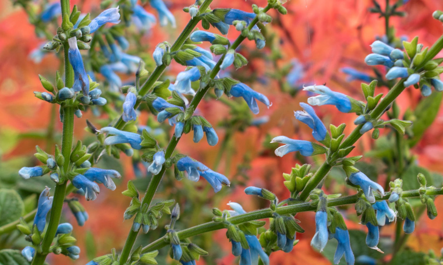 Salvia ‘Turquoise Kisses’
