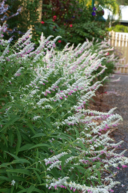 Salvia ‘Velour Pink’