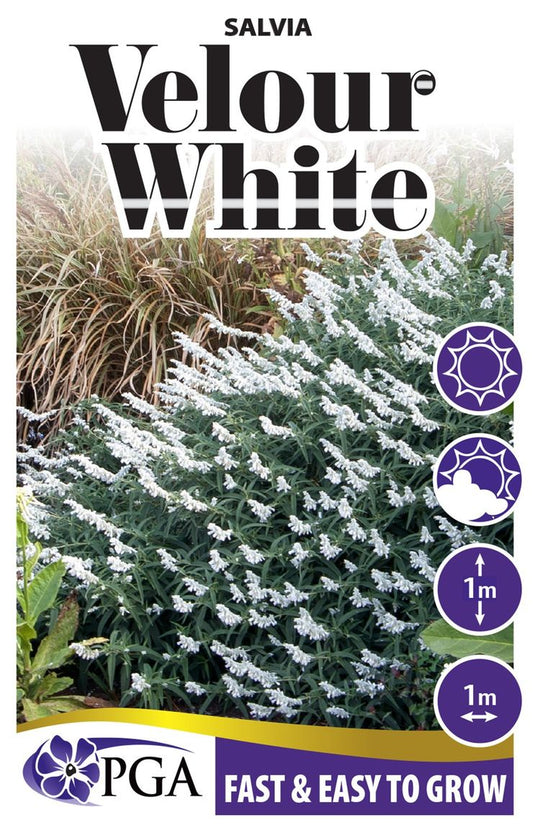 Salvia ‘Velour White’