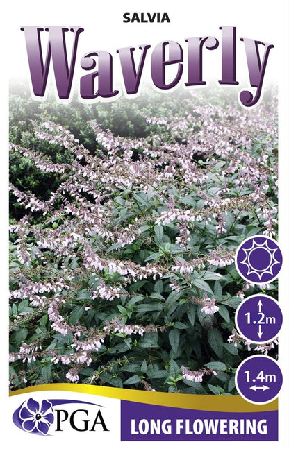 Salvia ‘Waverly’
