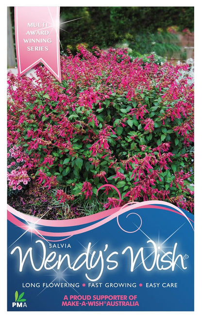 Salvia ‘Wendys Wish’