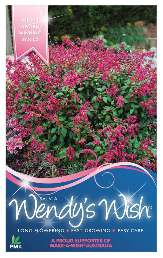 Salvia ‘Wendys Wish’