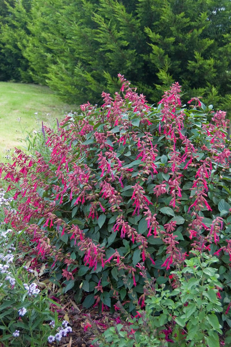 Salvia ‘Wendys Wish’