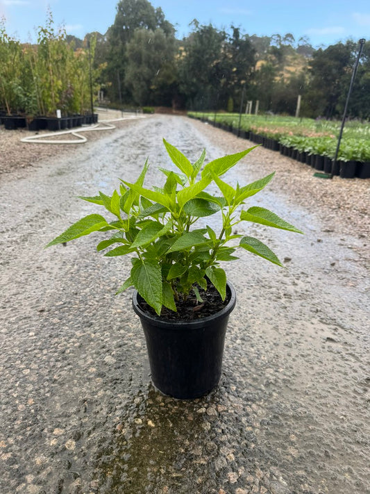 Salvia guarantica 'Black & Blue'