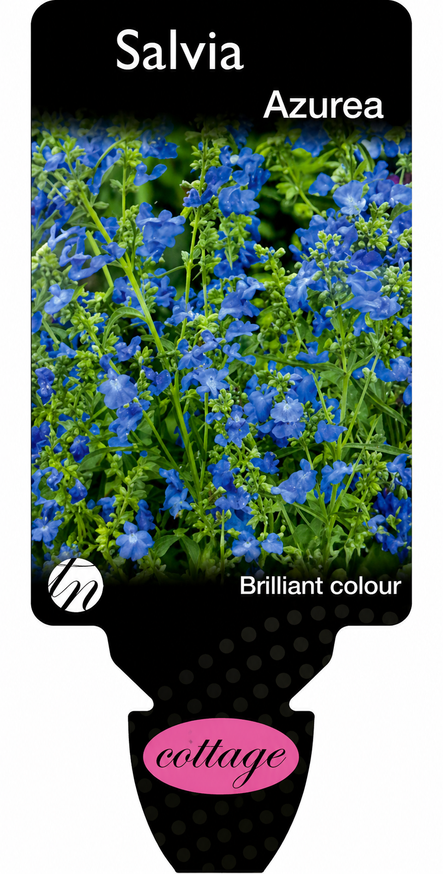 Salvia azurea