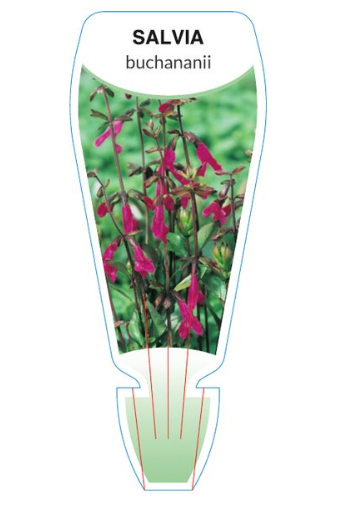 Salvia buchananii