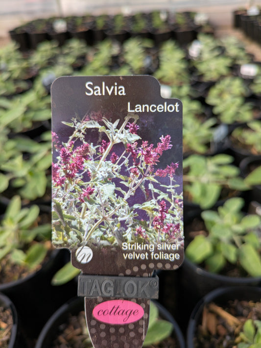 Salvia canariensis Lancelot