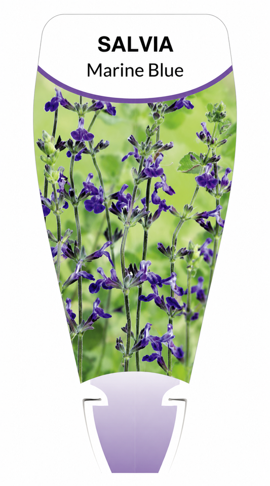 Salvia chamaedryoides Marine Blue