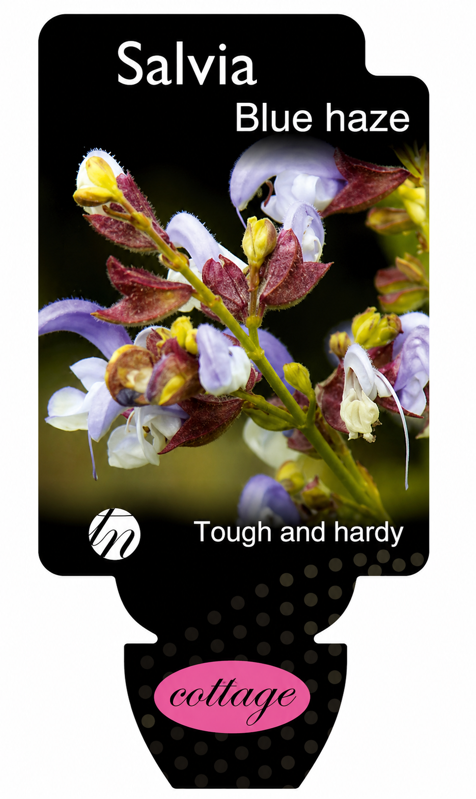 Salvia chamelaeagnea Blue Haze