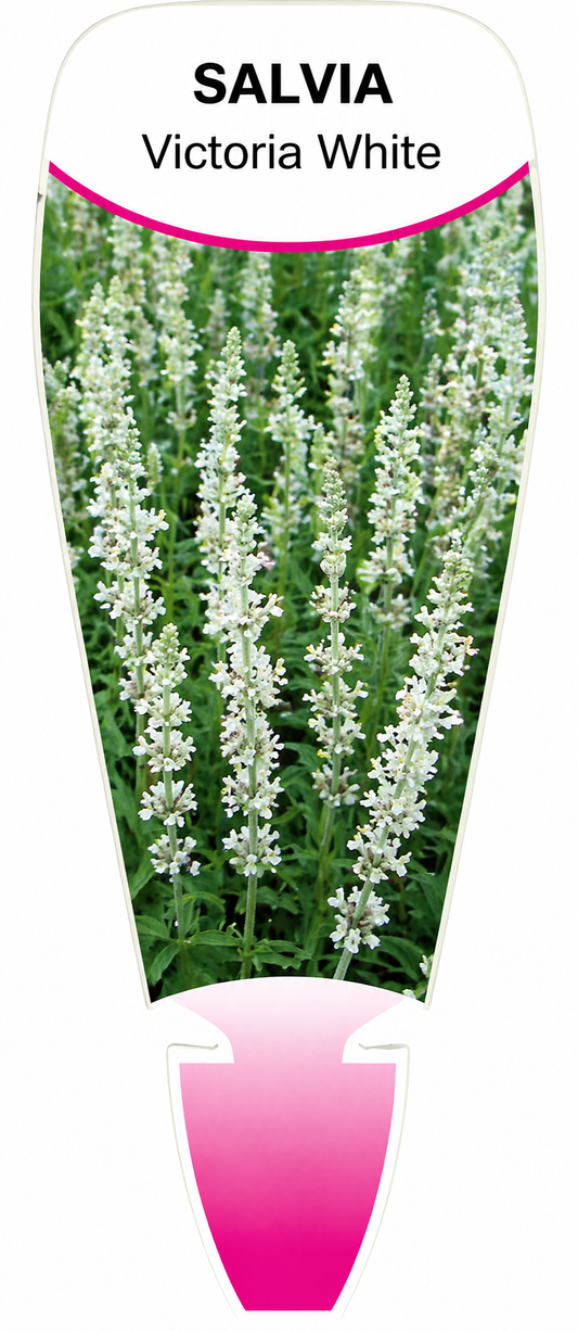 Salvia farinacea Victoria White