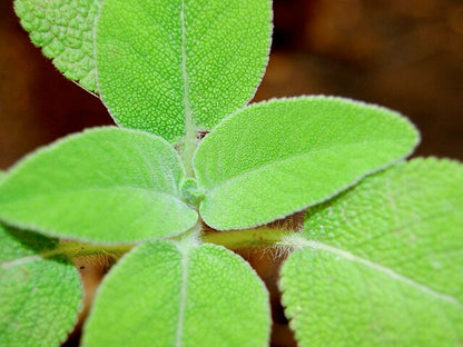 Salvia fruticosa