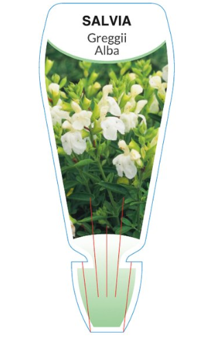 the plant broker