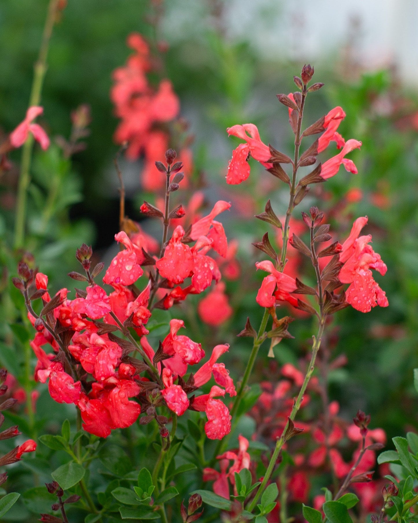 Salvia greggii Coral