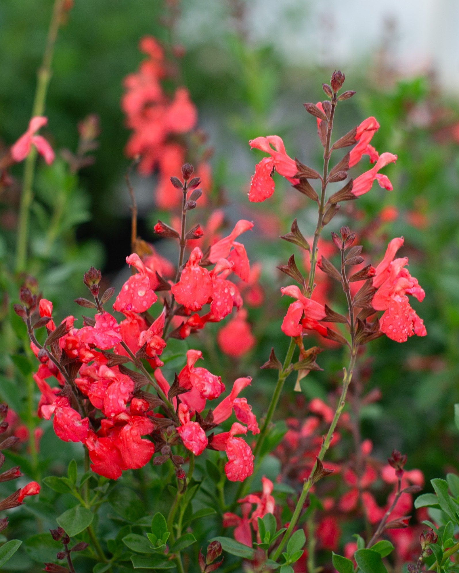the plant broker