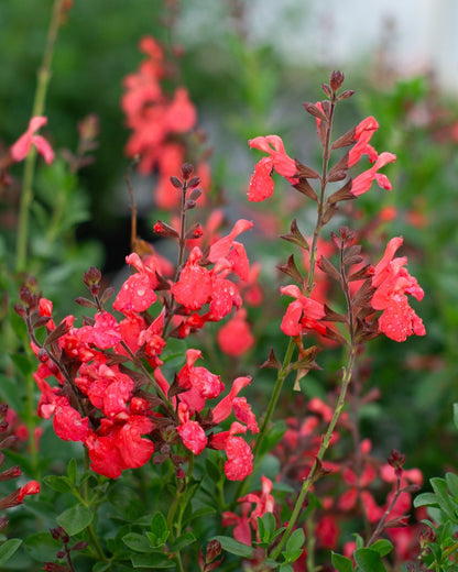 Salvia greggii Coral