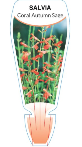 Salvia greggii Coral