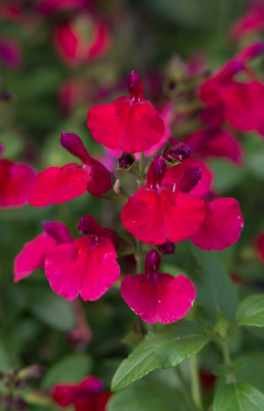Salvia greggii Mirage Cherry Red