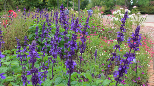 Salvia greggii Mirage Deep Purple
