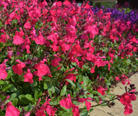 Salvia greggii Mirage Hot Pink