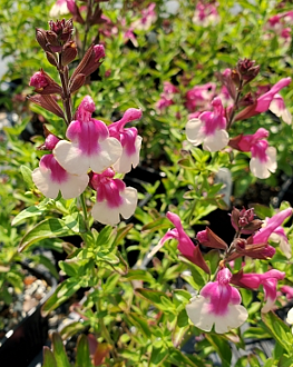 Salvia greggii Mirage Rose Bicolour