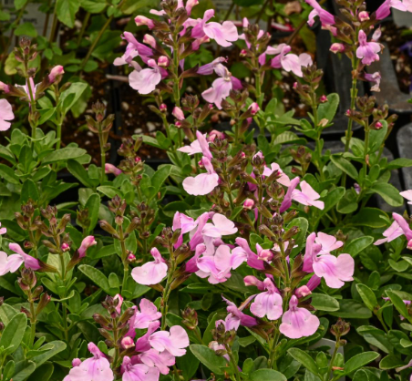 Salvia greggii Mirage Soft Pink