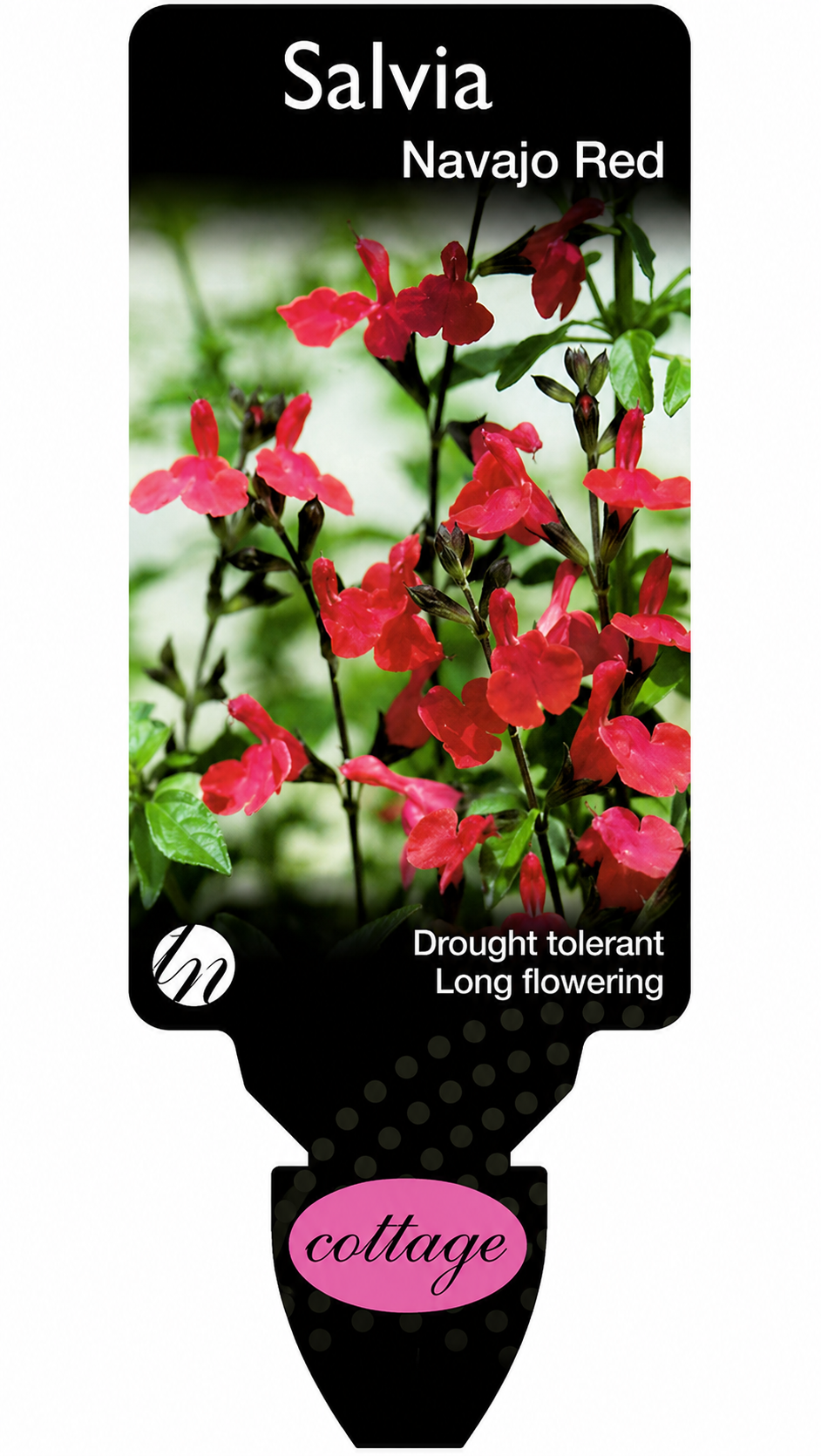 Salvia greggii Navajo Red