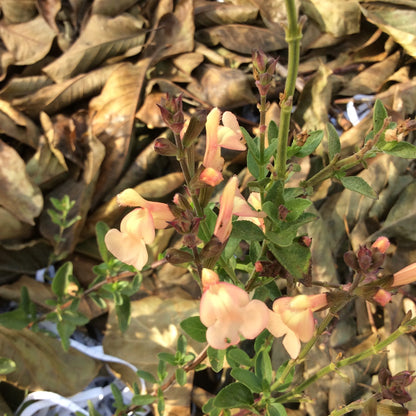Salvia greggii Pumpkin