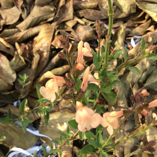 Salvia greggii Pumpkin