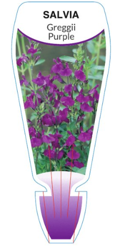Salvia greggii Purple
