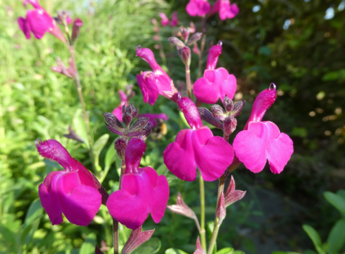 Salvia greggii Raspberry Royale – The Plant Broker