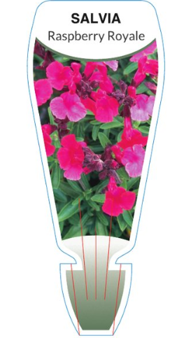 Salvia greggii Raspberry Royale – The Plant Broker