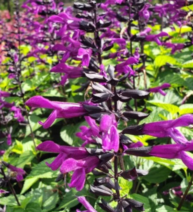 Salvia guaranitica Smokey Jazz