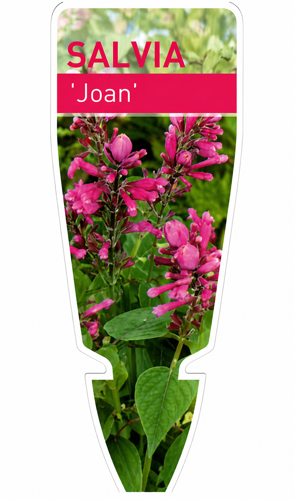 Salvia involucrata Joan