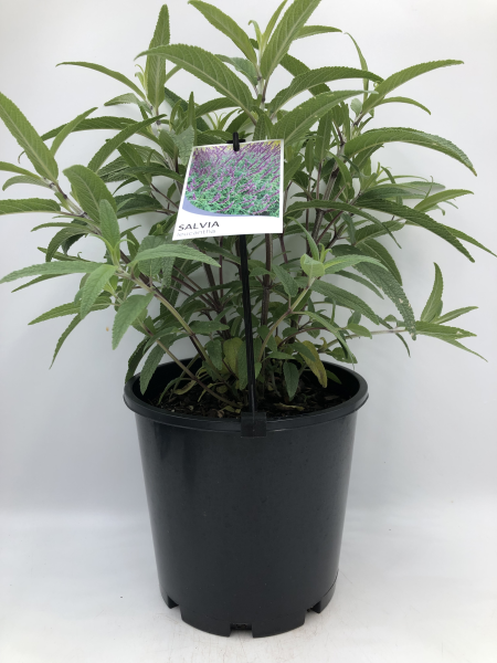 the plant broker